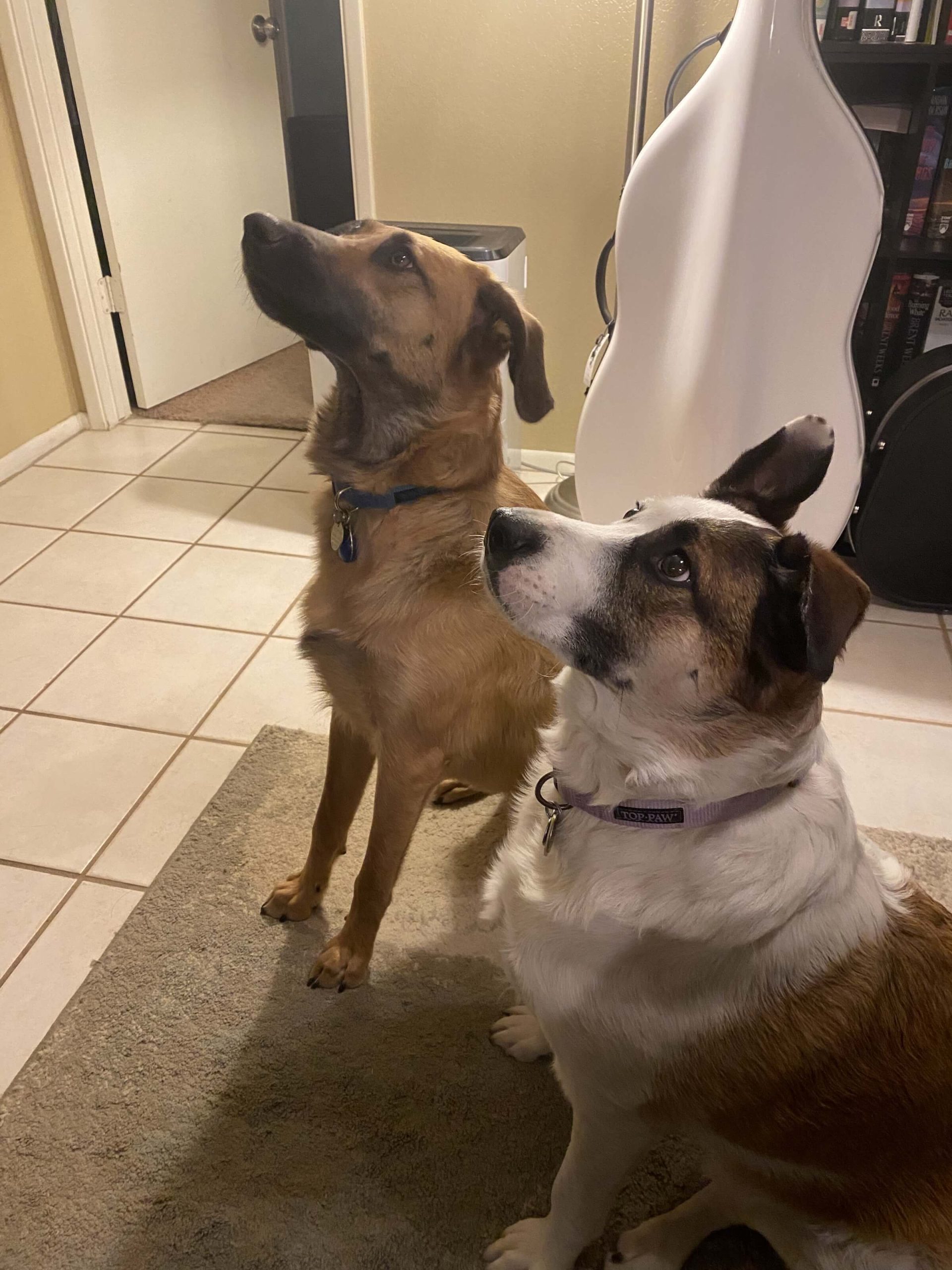 Photo of my 2 dogs: Jenny Bean (right) and Chloe Bear (left)
